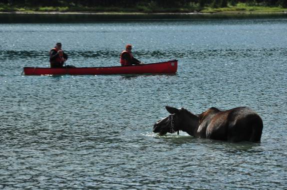 Caiaque se aproxima de fêmea de alce no Maligne Lake, no Jasper National Park, em Alberta, no Canadá